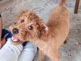 10 Aylik Erkek Safkan Toy Poodle