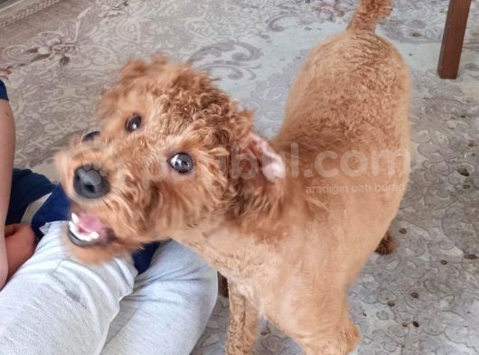 10 Aylik Erkek Safkan Toy Poodle görsel