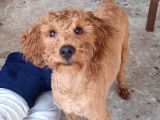 10 Aylik Erkek Safkan Toy Poodle