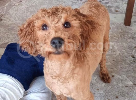 10 Aylik Erkek Safkan Toy Poodle görsel