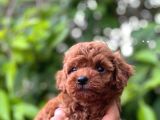 Eşsi̇z Toy Poodle Teacup Bebekler
