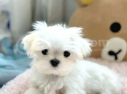Maltesse Terrier Cinsi Güzel Yavrular 