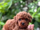 EŞSİZ TOY POODLE TEACUP BEBEKLER