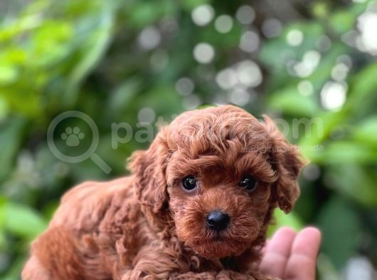 Eşsi̇z Toy Poodle Teacup Bebekler