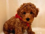 Tooy poodle cinsi yavrular DİŞİ erkek mevcuttur 