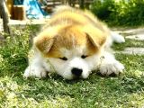 Japon Akita Inu - Safkan