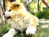 Japon Akita Inu - Safkan