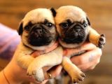 BASIK SURAT GÜL KUYRUK MÜKEMMEL PUG YAVRULAR