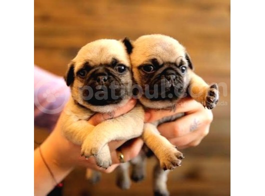 Basik Surat Gül Kuyruk Mükemmel Pug Yavrular