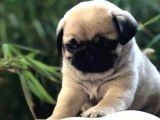 Basik Surat Gül Kuyruk Mükemmel Pug Yavrular