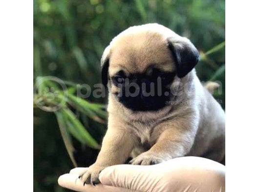 Basik Surat Gül Kuyruk Mükemmel Pug Yavrular görsel