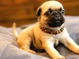 Basik Surat Gül Kuyruk Mükemmel Pug Yavrular