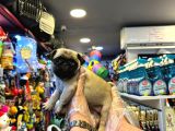 Irk Ve Sağlik Garanti̇li̇ - Yurt Dişi Gi̇ri̇şli̇ Pug Mops Yavrulr