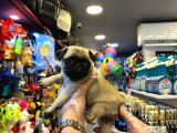 Irk Ve Sağlik Garanti̇li̇ - Yurt Dişi Gi̇ri̇şli̇ Pug Mops Yavrulr