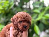 Eşsi̇z Toy Poodle Teacup Bebekler