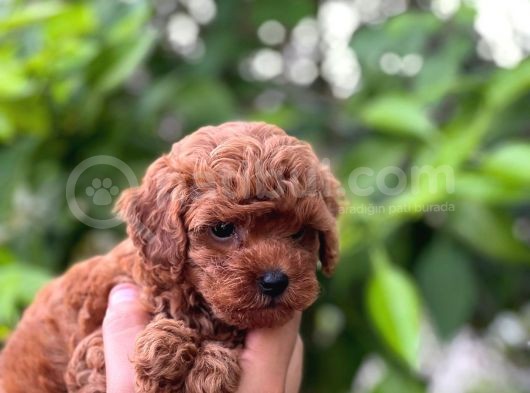 Eşsi̇z Toy Poodle Teacup Bebekler görsel
