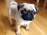 Basik Surat Gül Kuyruk Mükemmel Pug Yavrular