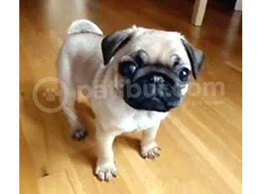 Basik Surat Gül Kuyruk Mükemmel Pug Yavrular görsel