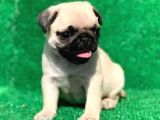Basik Surat Gül Kuyruk Mükemmel Pug Yavrular