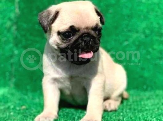 Basik Surat Gül Kuyruk Mükemmel Pug Yavrular görsel
