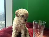 Orjinal A Kalite Maltipoo