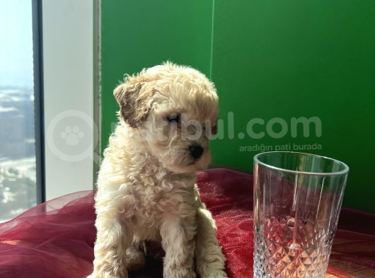 Orjinal A Kalite Maltipoo görsel