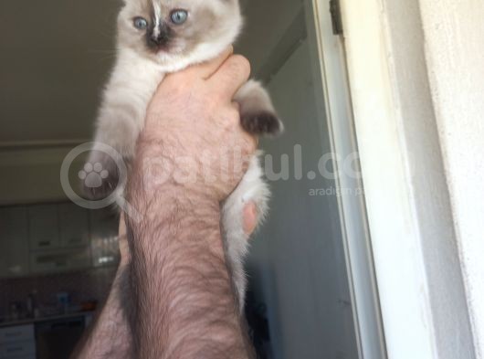 Evinizin Neşesi Olucak Top Kafa Bebekler görsel