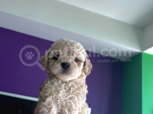 Orjinal A Kalite Maltipoo görsel