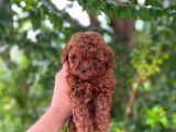 Üst Düzey Teacup Poodle Bebekler