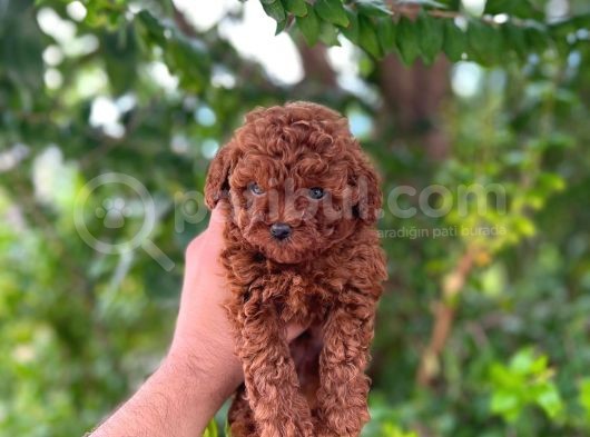 Üst Düzey Teacup Poodle Bebekler görsel