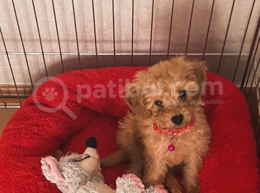 Poodle Dişi