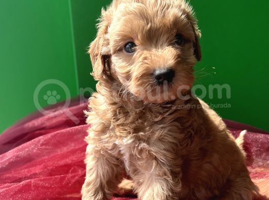 Orjinal A Kalite Maltipoo