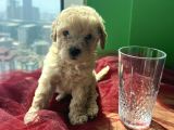 Orjinal A Kalite Maltipoo