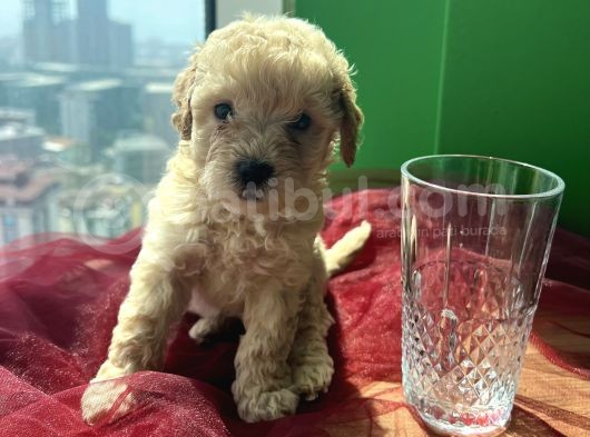 Orjinal A Kalite Maltipoo görsel