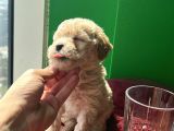 Orjinal A Kalite Maltipoo