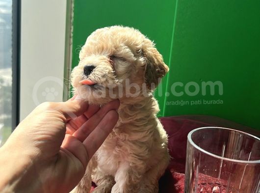 Orjinal A Kalite Maltipoo görsel