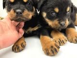Efsane Orjinal Safkan Yavrular Erkek Rottweiler