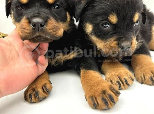 Efsane Orjinal Safkan Yavrular Erkek Rottweiler görsel