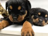 Efsane Orjinal Safkan Yavrular Erkek Rottweiler