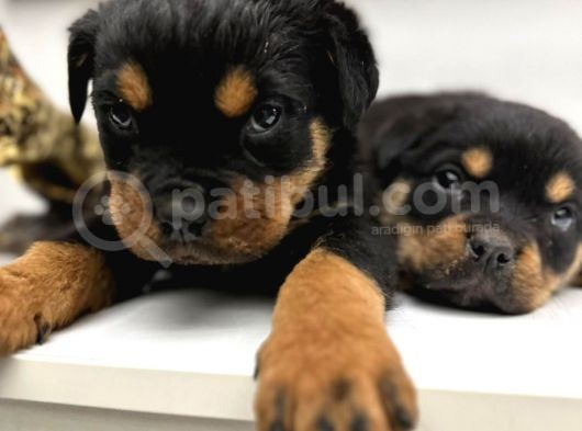 Efsane Orjinal Safkan Yavrular Erkek Rottweiler görsel