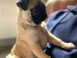 Pug Mobs Yavruları Aşılı Karneli