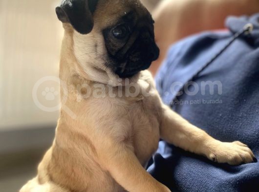 Pug Mobs Yavruları Aşılı Karneli