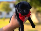 Pug Mobs Yavruları Aşılı Karneli