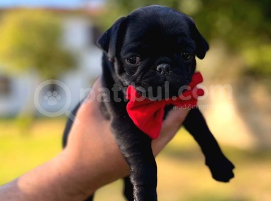 Pug Mobs Yavruları Aşılı Karneli görsel