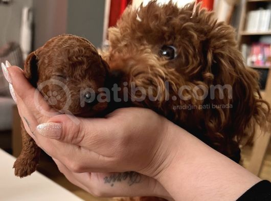 Darkredbrown Ev Doğum Bebeklerim