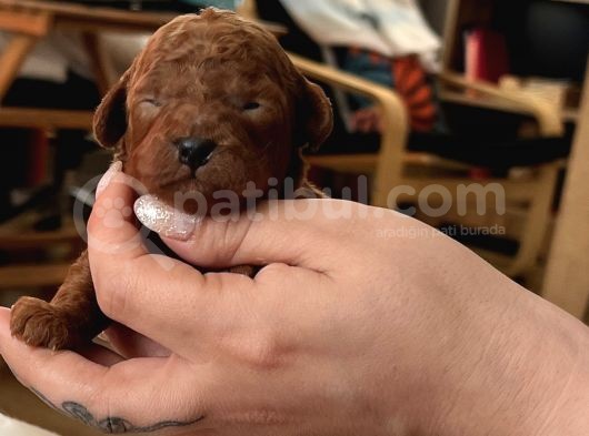 Darkredbrown Ev Doğum Bebeklerim görsel