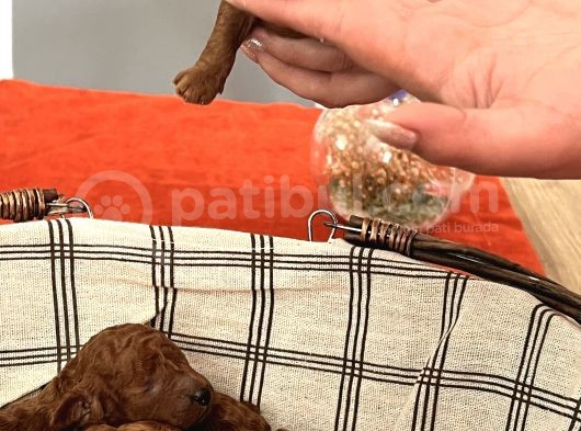 Darkredbrown Ev Doğum Bebeklerim görsel