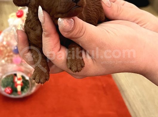 Darkredbrown Ev Doğum Bebeklerim görsel