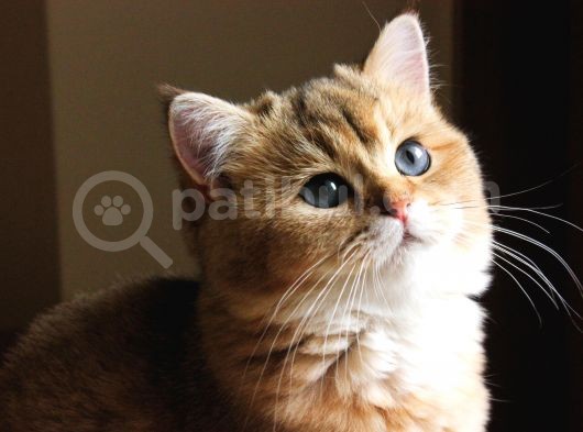 Full Secereli Iki Erkek Bir Dişi Kedi