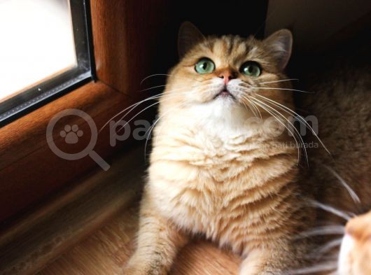 Full Secereli Iki Erkek Bir Dişi Kedi görsel